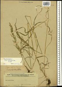 Мятлик обыкновенный L., Кавказ, Азербайджан (K6) (Азербайджан)