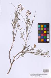Astragalus astrachanicus Sytin & Laktionov, Восточная Европа, Нижневолжский район (E9) (Россия)