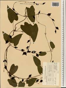 Диоскорея, Зарубежная Азия (ASIA) (Вьетнам)