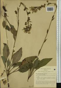 Hieracium racemosum subsp. virgaurea (Coss.) Zahn, Западная Европа (EUR) (Италия)