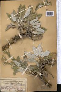 Кузиния белоцветковая (Bornm. & Sint.) Bornm., Средняя Азия и Казахстан, Копетдаг, Бадхыз, Малый и Большой Балхан (M1) (Туркмения)