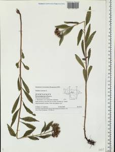 Очиток живучий (L.) 't Hart, Восточная Европа, Центральный район (E4) (Россия)