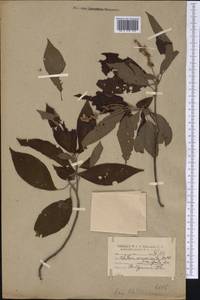 Clethra acuminata Michx., Америка (AMER) (США)