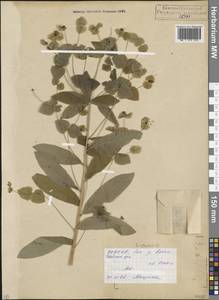 Молочай, Кавказ, Северная Осетия, Ингушетия и Чечня (K1c) (Россия)