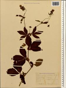 Лапчатка высокая Willd. ex Schltdl., Кавказ, Краснодарский край и Адыгея (K1a) (Россия)