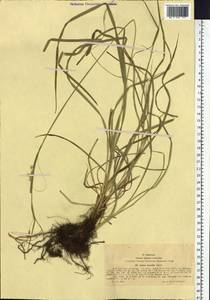 Осока Арнелля Christ ex Scheutz, Сибирь, Западный (Казахстанский) Алтай (S2a) (Казахстан)