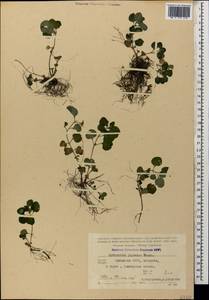 Lysimachia japonica Thunb., Кавказ, Грузия (K4) (Грузия)
