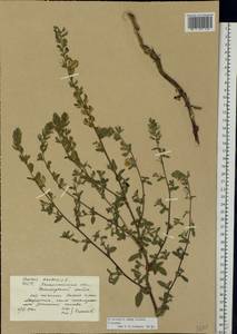 Стальник полевой L., Восточная Европа, Западно-Украинский район (E13) (Украина)