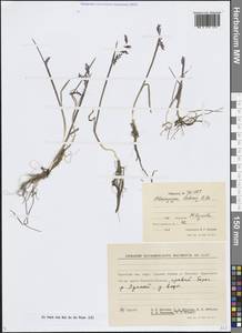 Бокоостник Сабина, Плевропогон Сабина R.Br., Сибирь, Чукотка и Камчатка (S7) (Россия)