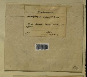 Amblystegium serpens (Hedw.) Schimp., Гербарий мохообразных, Мхи - Центральное Нечерноземье (B6) (Россия)