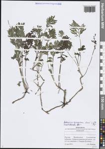 Полынь армянская Lam., Восточная Европа, Средневолжский район (E8) (Россия)