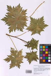 Живокость высокая L., Восточная Европа, Московская область и Москва (E4a) (Россия)