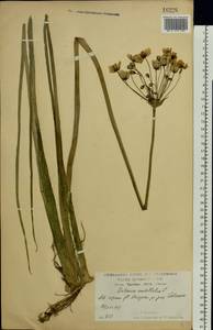 Сусак зонтичный L., Восточная Европа, Центральный лесостепной район (E6) (Россия)