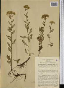 Achillea virescens (Fenzl) Heimerl, Западная Европа (EUR) (Италия)