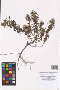 MHA 0 155 008, Живучка елочковидная  (L.) Schreb., Восточная Европа, Северо-Украинский район (E11) (Украина)