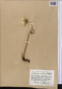 Taraxacum sonchoides (D. Don) Sch. Bip., Средняя Азия и Казахстан, Западный Тянь-Шань и Каратау (M3) (Узбекистан)