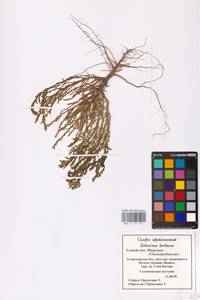 Солерос солончаковый Willd., Восточная Европа, Нижневолжский район (E9) (Россия)
