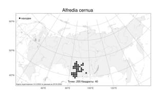 Alfredia cernua, Альфредия поникающая (L.) Cass., Атлас флоры России (FLORUS) (Россия)