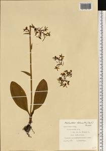 Любка зеленоцветковая (Custer) Rchb., Восточная Европа, Западно-Украинский район (E13) (Украина)