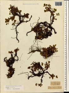 Сиббальдия мелкоцветковая Willd., Кавказ, Грузия (K4) (Грузия)