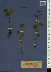 Дихроцефала цельнолистная (L. fil.) Kuntze, Кавказ, Азербайджан (K6) (Азербайджан)
