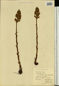 Заразиха белая Steph. ex Willd., Восточная Европа, Средневолжский район (E8) (Россия)