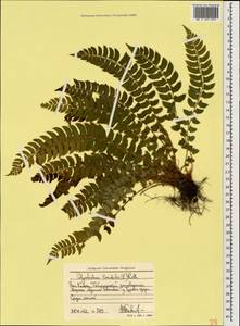 Многорядник копьевидный (L.) Roth, Кавказ, Ставропольский край, Карачаево-Черкесия, Кабардино-Балкария (K1b) (Россия)