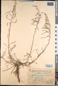 Artemisia caerulescens subsp. caerulescens, Кавказ, Северная Осетия, Ингушетия и Чечня (K1c) (Россия)