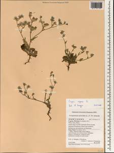 Crepis aspera L., Зарубежная Азия (ASIA) (Кипр)