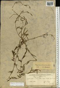 Спорыш отклоненный, Горец отклоненный M.Bieb., Восточная Европа, Нижневолжский район (E9) (Россия)