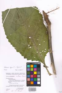 MHA 0 158 841, Verbascum phoeniceum subsp. phoeniceum, Восточная Европа, Центральный район (E4) (Россия)
