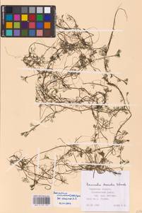 Водяной лютик завитой, Шелковник завитой Sibth., Восточная Европа, Центральный район (E4) (Россия)