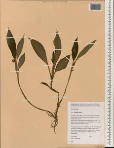 Boesenbergia, Зарубежная Азия (ASIA) (Таиланд)