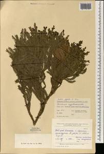 Taiwania cryptomerioides Hayata, Зарубежная Азия (ASIA) (КНР)