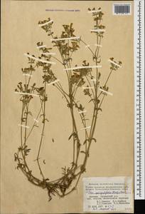 Смолевка торичниколистная (Willd.) M. Bieb., Кавказ, Армения (K5) (Армения)