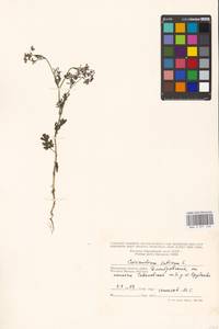 Кориандр посевной, Кинза L., Восточная Европа, Московская область и Москва (E4a) (Россия)