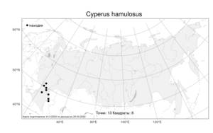 Cyperus hamulosus, Сыть крючочковая M.Bieb., Атлас флоры России (FLORUS) (Россия)