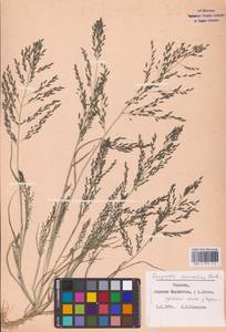 Полевичка малая Host, Восточная Европа, Северо-Украинский район (E11) (Украина)
