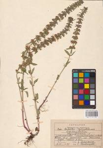 MHA 0 155 930, Змееголовник тимьяноцветковый L., Восточная Европа, Центральный район (E4) (Россия)