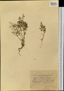 Ленец преломленный C.A.Mey., Сибирь, Алтай и Саяны (S2) (Россия)