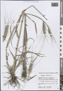 Пшеница летняя, Пшеница обыкновенная L., Сибирь, Прибайкалье и Забайкалье (S4) (Россия)