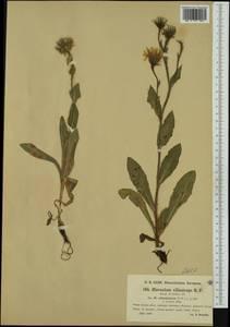 Hieracium pilosum subsp. villosifolium (Nägeli & Peter) Greuter, Западная Европа (EUR) (Босния и Герцеговина)