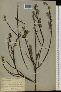 Ива пепельно-серая L., Восточная Европа, Московская область и Москва (E4a) (Россия)