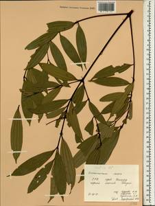 Cinnamomum cassia (L.) Presl, Зарубежная Азия (ASIA) (Вьетнам)