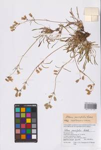 Смолевка хамарская Turcz., Сибирь, Западная Сибирь (S1) (Россия)