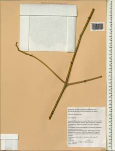 Canavalia rosea (Sw.)DC., Зарубежная Азия (ASIA) (Таиланд)