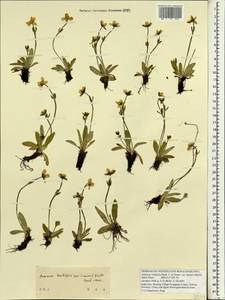 Anemonastrum trullifolium (Hook. fil. & Thomson) Mosyakin, Зарубежная Азия (ASIA) (КНР)