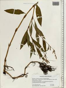 Горец развесистый, Горец щавелелистный (L.) Gray, Восточная Европа, Белоруссия (E3a) (Белоруссия)