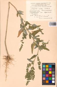 Лебеда стрелолистная, Лебеда лоснящаяся Borkh., Восточная Европа, Московская область и Москва (E4a) (Россия)