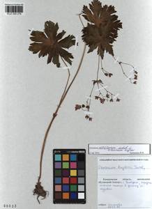 KUZ 000 276, Герань белоцветковая Ledeb., Сибирь, Алтай и Саяны (S2) (Россия)